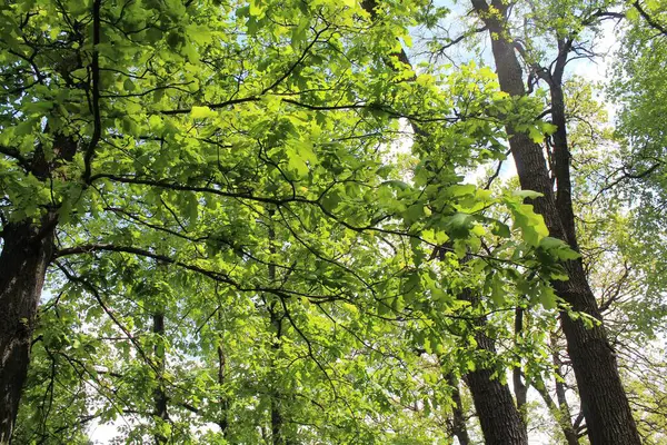 İlkbaharda ağaçlar, parkta ağaçlar