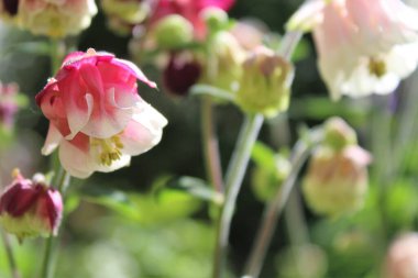 Bahçedeki pembe çiçekler