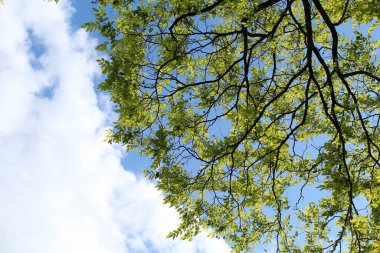 İlkbaharda ve gökyüzünde açan yeşil yapraklı akasya ağacı dalları