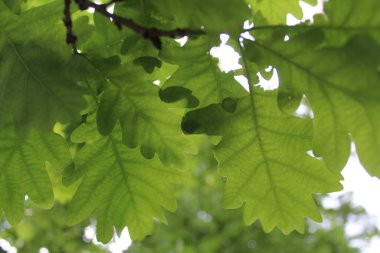 Yazın bir ağaç dalında taze yeşil meşe yaprakları.
