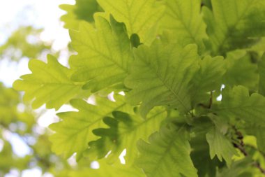 Yazın bir ağaç dalında taze yeşil meşe yaprakları.