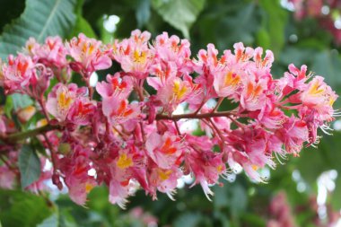 bahar kırmızı kestane çiçeği yakın plan