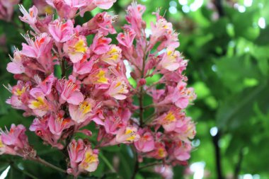 bahar kırmızı kestane çiçeği yakın plan