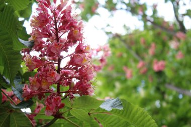 bahar kırmızı kestane çiçeği yakın plan