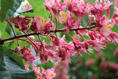 bahar kırmızı kestane çiçeği yakın plan