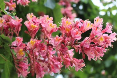 Baharda yakın plan kırmızı kestane çiçekleri