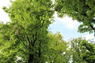 Bahar kestanesi ağaçları ve yeşil yapraklar parkta güneşte