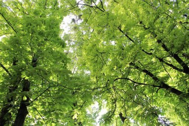 Bahar kestanesi ağaçları ve yeşil yapraklar parkta güneşte