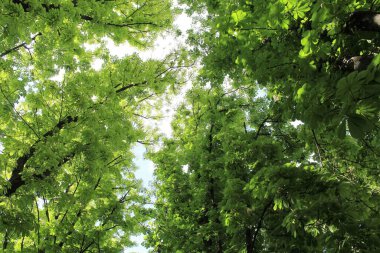 Bahar kestanesi ağaçları ve yeşil yapraklar parkta güneşte