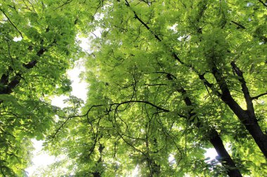 Bahar kestanesi ağaçları ve yeşil yapraklar parkta güneşte