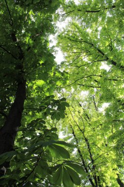 Bahar kestanesi ağaçları ve yeşil yapraklar parkta güneşte