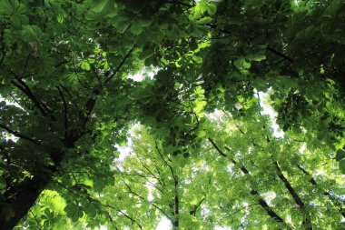 Bahar kestanesi ağaçları ve yeşil yapraklar parkta güneşte