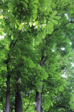 Bahar kestanesi ağaçları ve yeşil yapraklar parkta güneşte
