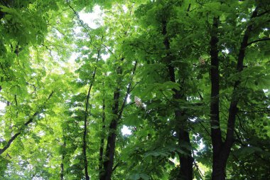 Güneşte yeşil yapraklar, Parkta yeşil yapraklı kestane ağaçları