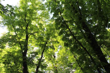 Güneşte yeşil yapraklar, Parkta yeşil yapraklı kestane ağaçları