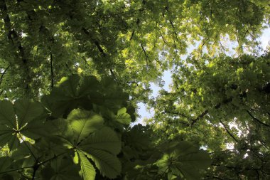 Güneşte yeşil yapraklar, Parkta yeşil yapraklı kestane ağaçları