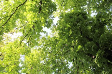 Güneşte yeşil yapraklar, Parkta yeşil yapraklı kestane ağaçları