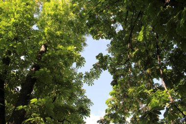 Güneşte yeşil yapraklar, Parkta yeşil yapraklı kestane ağaçları