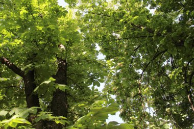 Güneşte yeşil yapraklar, Parkta yeşil yapraklı kestane ağaçları