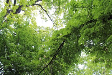 Güneşte yeşil yapraklar, Parkta yeşil yapraklı kestane ağaçları