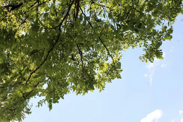 İlkbaharda ve gökyüzünde açan yeşil yapraklı akasya ağacı dalları