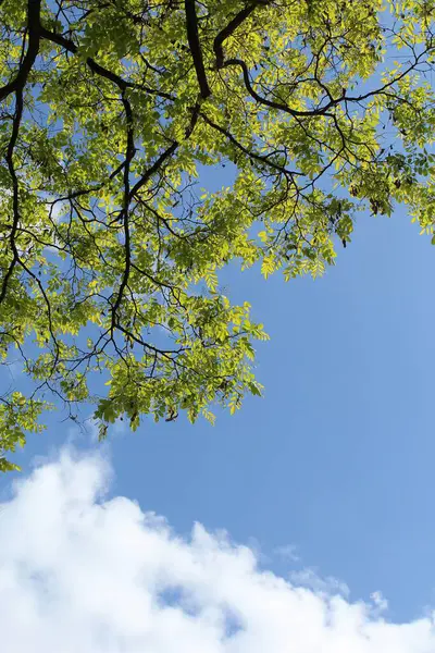 Ormanda yeşil yapraklar, Akasya ağaç dalları ilkbaharda ve gökyüzünde açan yeşil yapraklar.
