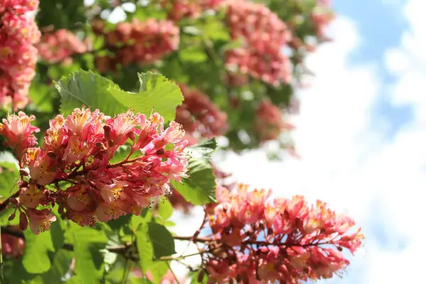 Bahçede güzel bahar çiçekleri