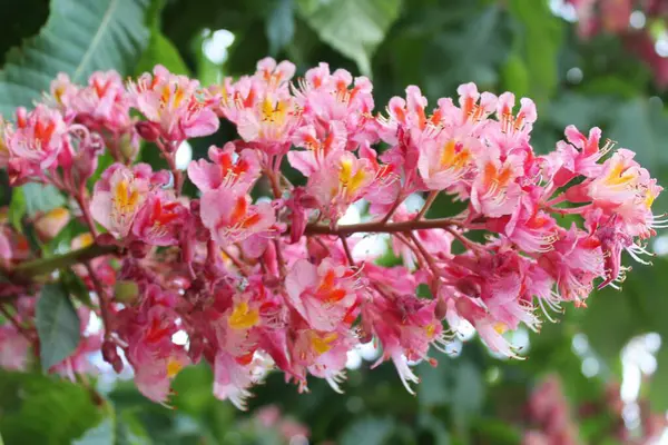 bahar kırmızı kestane çiçeği yakın plan