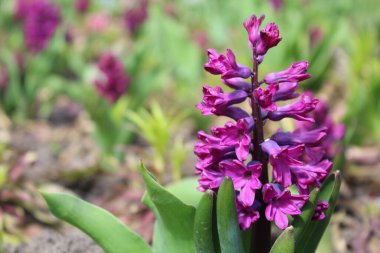 İlkbaharda sümbüller (