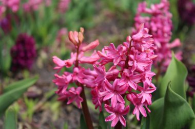 Bahçedeki güzel çiçekler