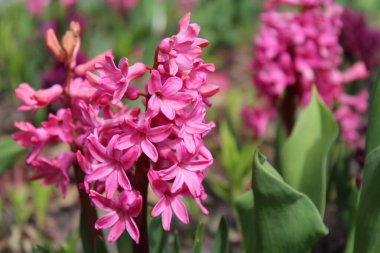 Bahçedeki güzel pembe çiçekler