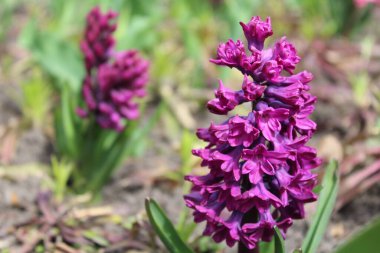 Bahçedeki güzel mor süsen çiçekleri