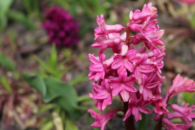 Bahçedeki güzel pembe çiçekler