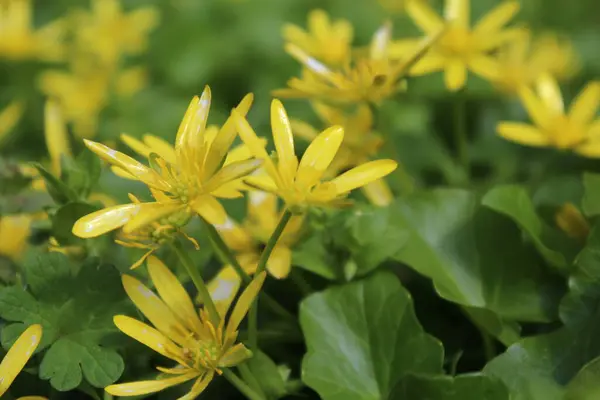 Bahçedeki sarı çiçekler