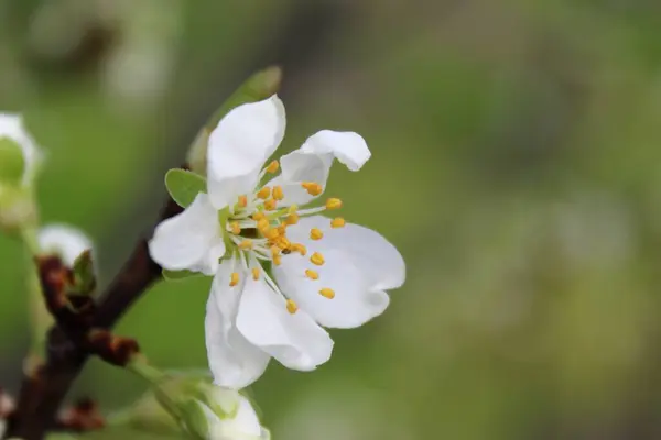 Güzel botanik fotoğrafı, doğal duvar kağıdı.