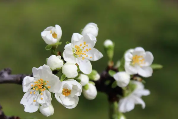 Bahçede beyaz çiçekler