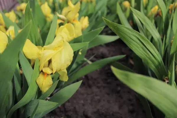 Bahçedeki sarı laleler