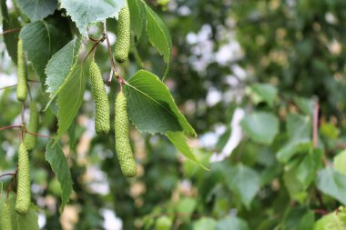 Bahçedeki bir bitkinin yeşil yaprakları