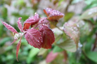 Güzel botanik fotoğrafı, doğal duvar kağıdı.