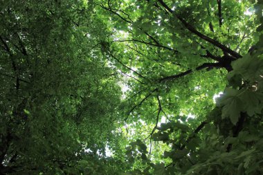 Ormanda yeşil yapraklar