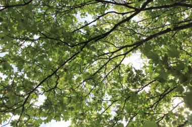 Ormanda yeşil yapraklar