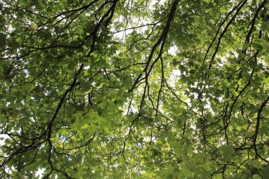 Ağaçta yeşil yapraklar, doğa ve bitki örtüsü
