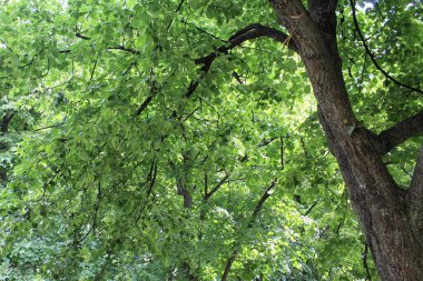 Ormanda yeşil yapraklar