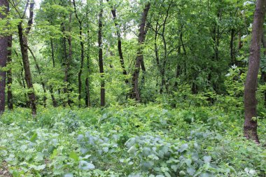 Ormanda ilkbahar, ormanda yabani çiçekler