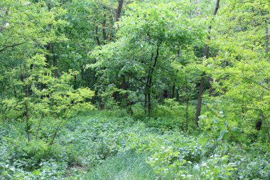 Ormanda ilkbahar, ormanda yabani çiçekler