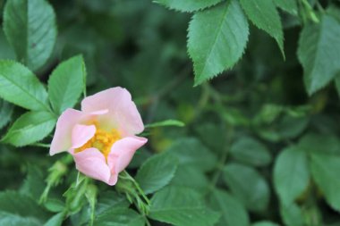 Yeşil yapraklı pembe gül çiçeği.