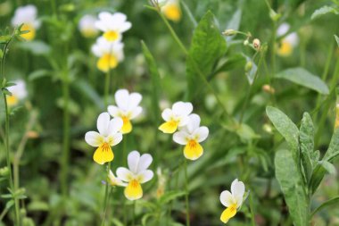 Ormanda bulanık yeşil bir arka planda sarı ve beyaz çiçekler