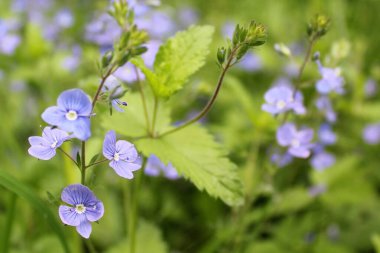 Bahçedeki güzel çiçekler