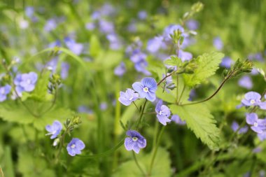 Bahçedeki güzel çiçekler