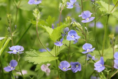 Açık havada yetişen renk bitkilerini kapat
